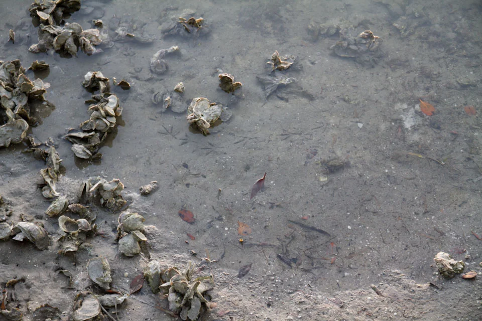 KB_oysters-6403.jpg