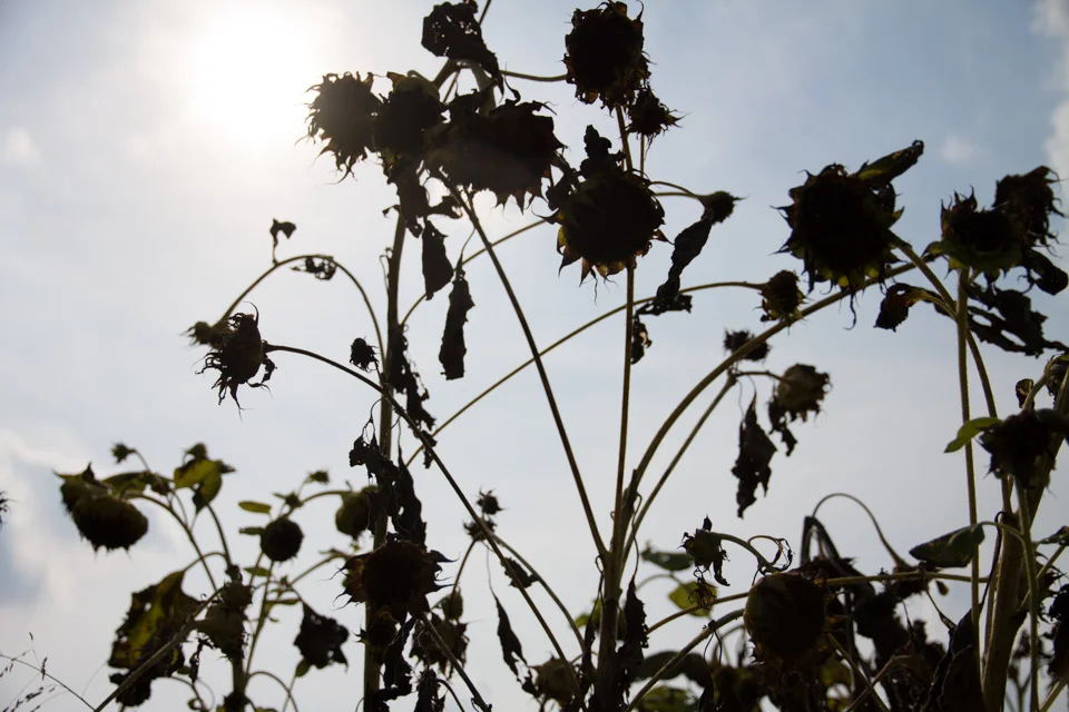 KB_sunflowersilhouettes-4803.jpg