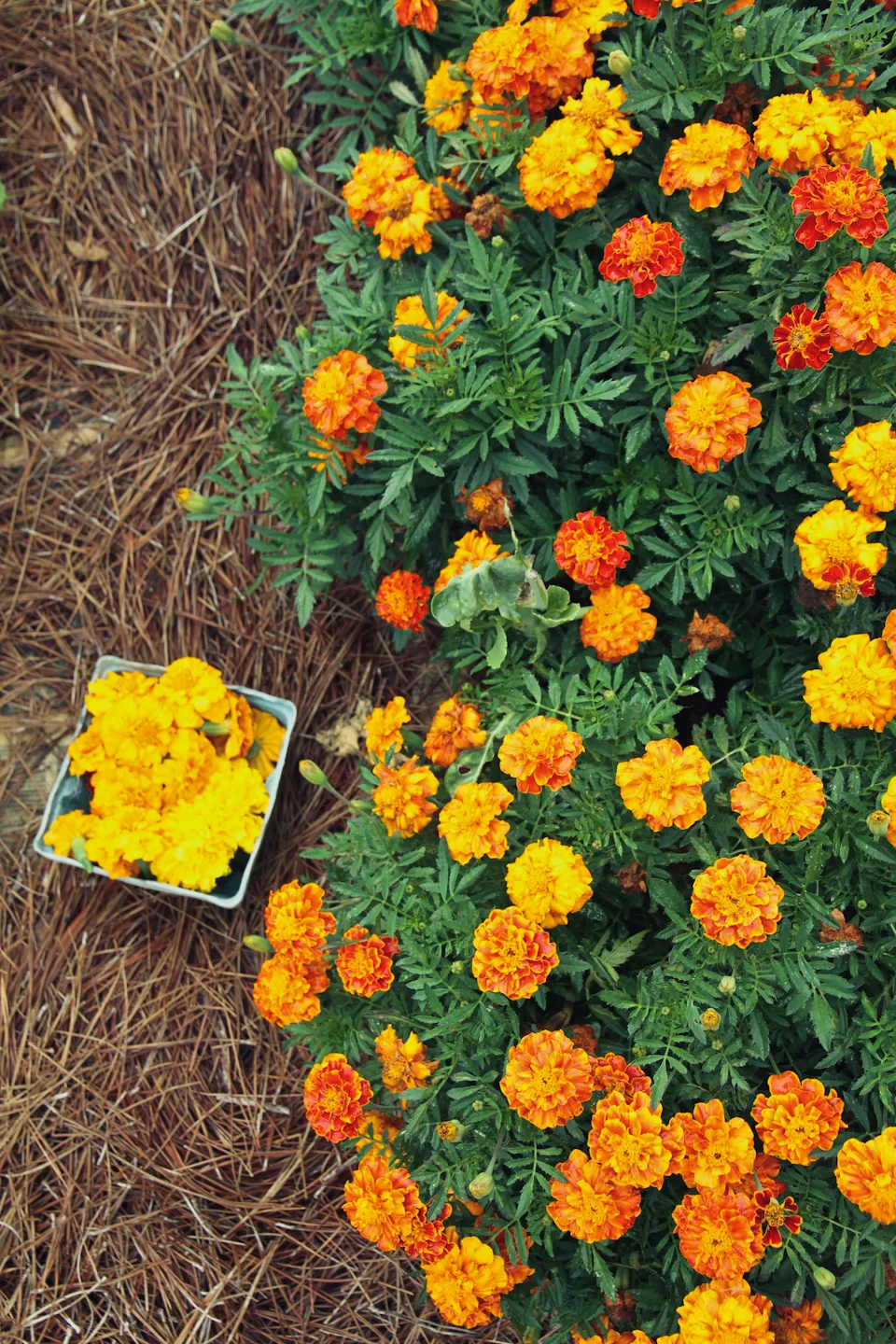 KB_Neighborhoodgarden-.jpg