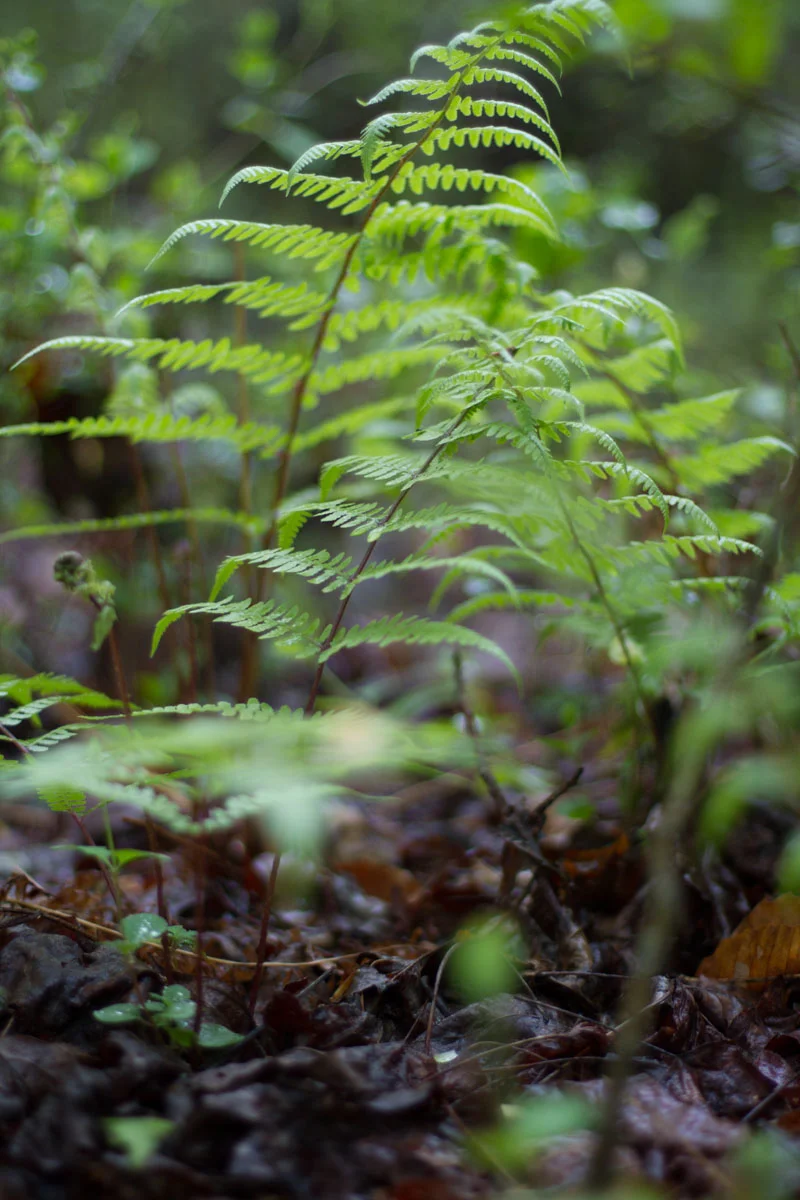 KB_greenpoppingthrough-0149.jpg