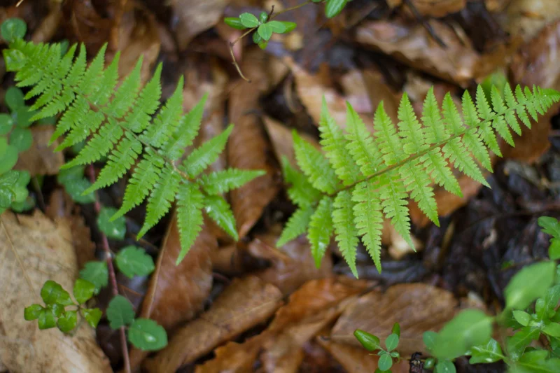 KB_greenpoppingthrough-0140.jpg