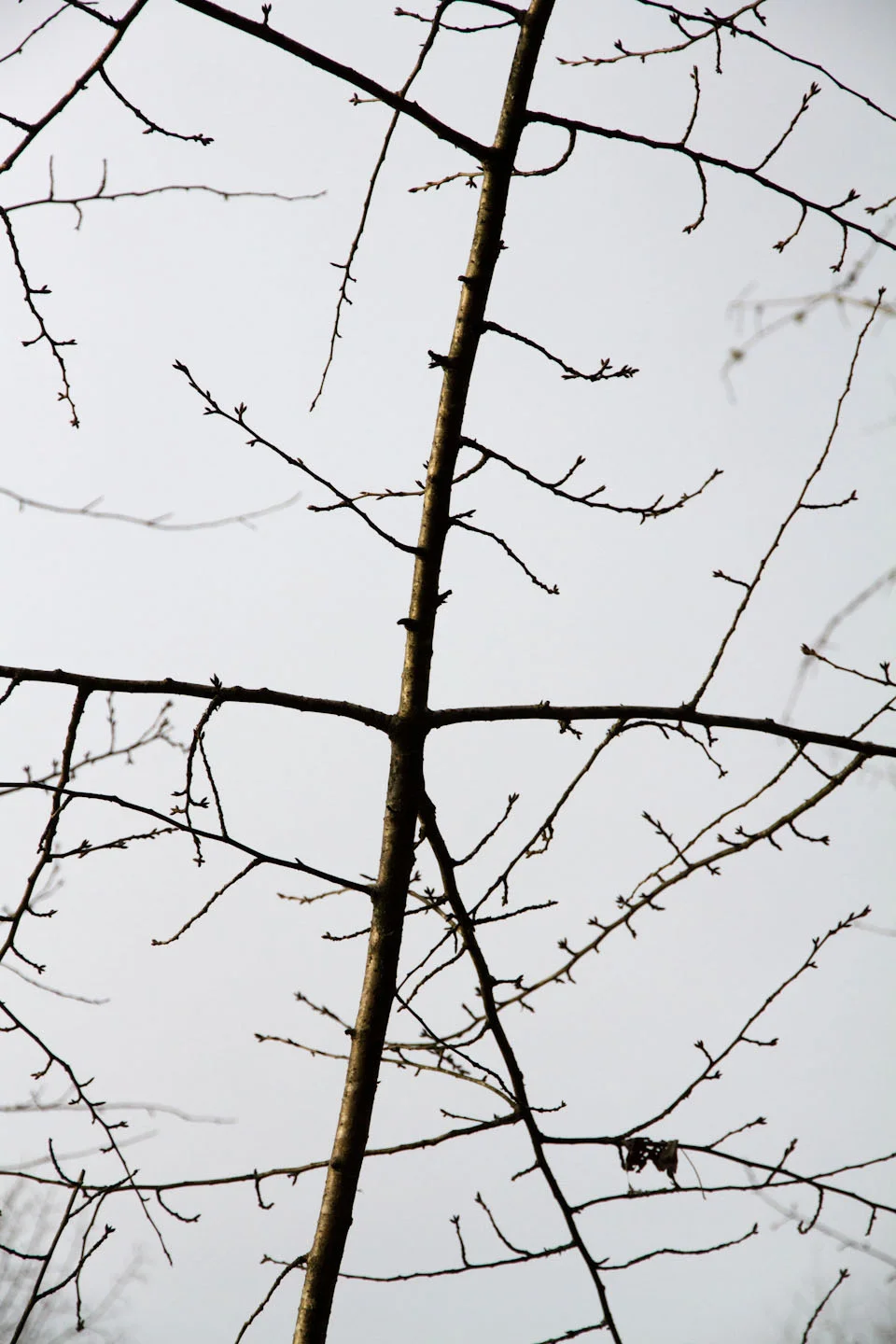 KB_winterlines-7871.jpg