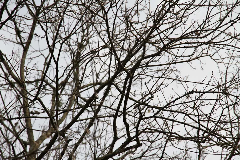 KB_winterlines-7885.jpg