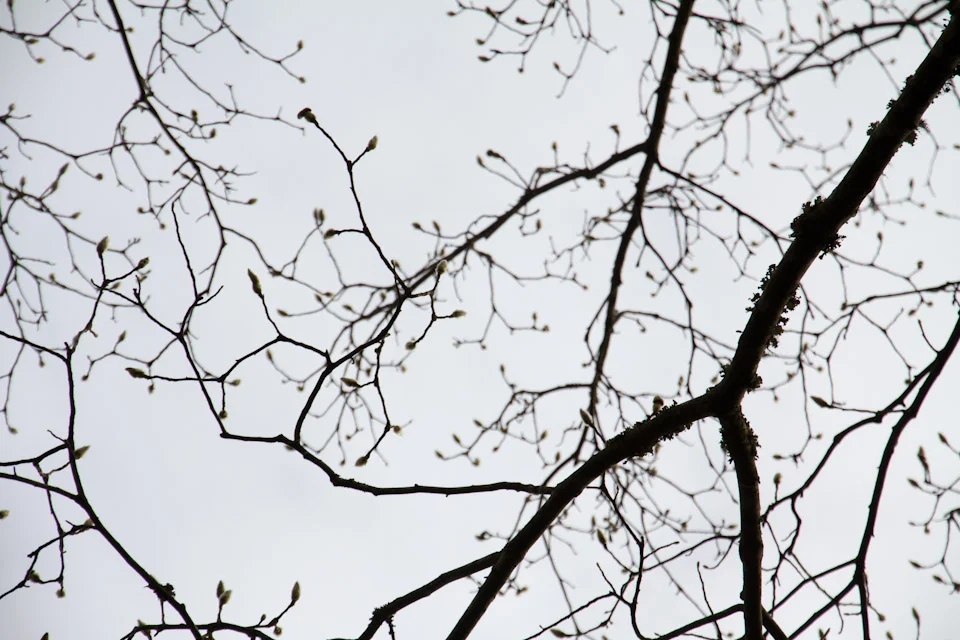 KB_winterlines-7873.jpg