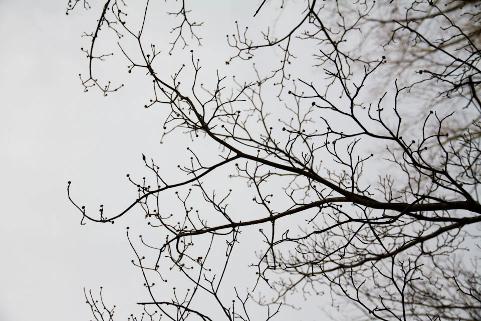 KB_winterlines-7870.jpg