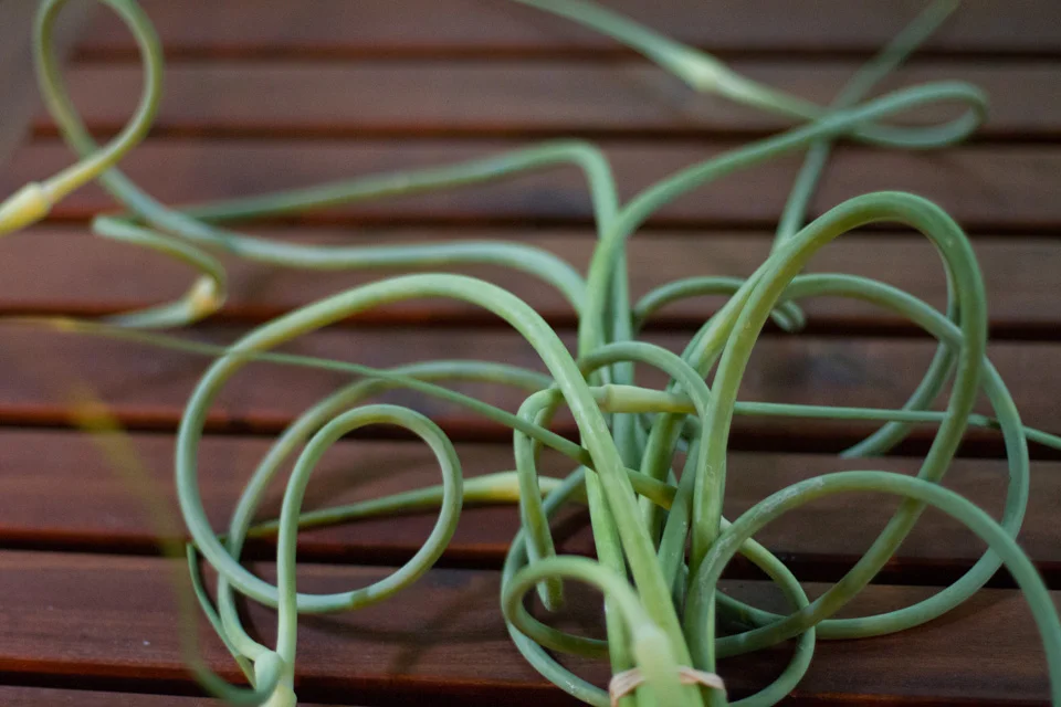 KB_garlicscapepesto-3234.jpg