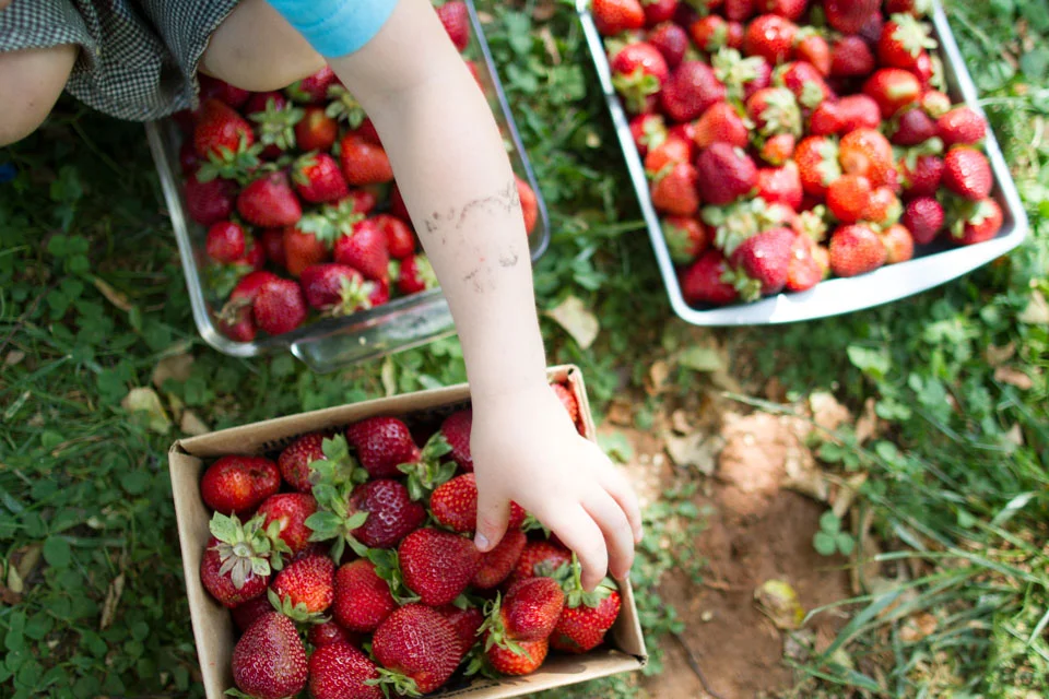 KB_strawberry-fields-forever-7479.jpg