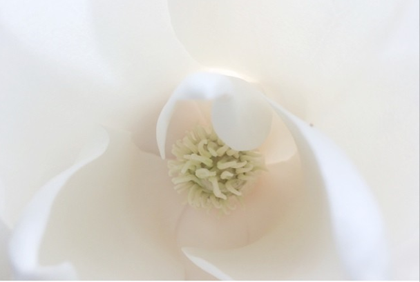 beautyeveryday_magnolia_insta.png