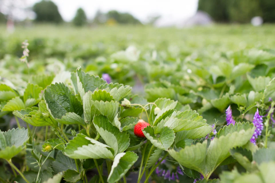 KB_strawberry-fields-forever-7438.jpg