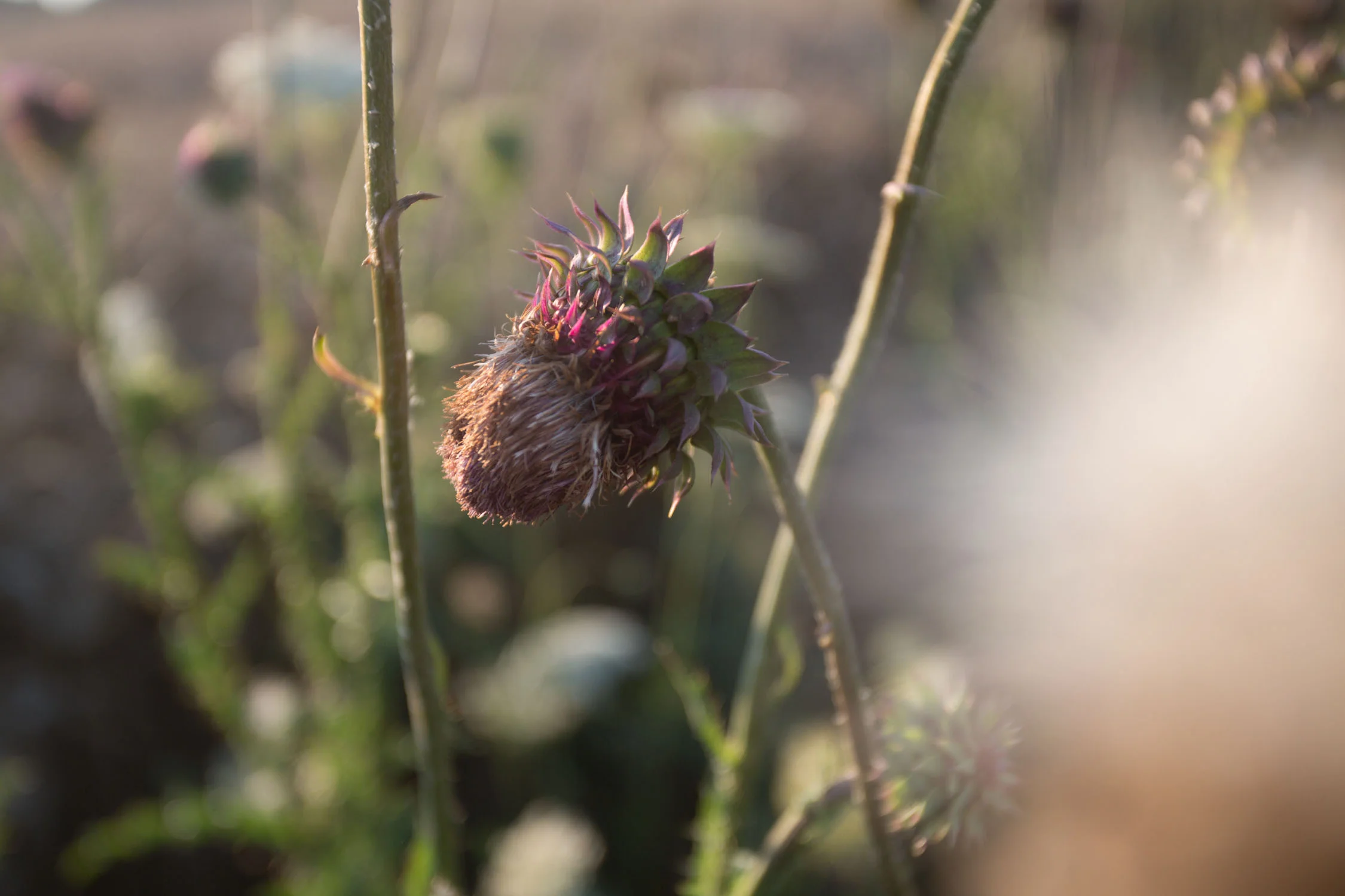 roadside-7546.jpg