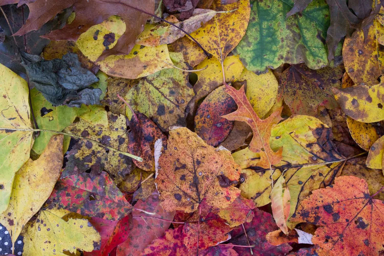 fall color-7969.jpg
