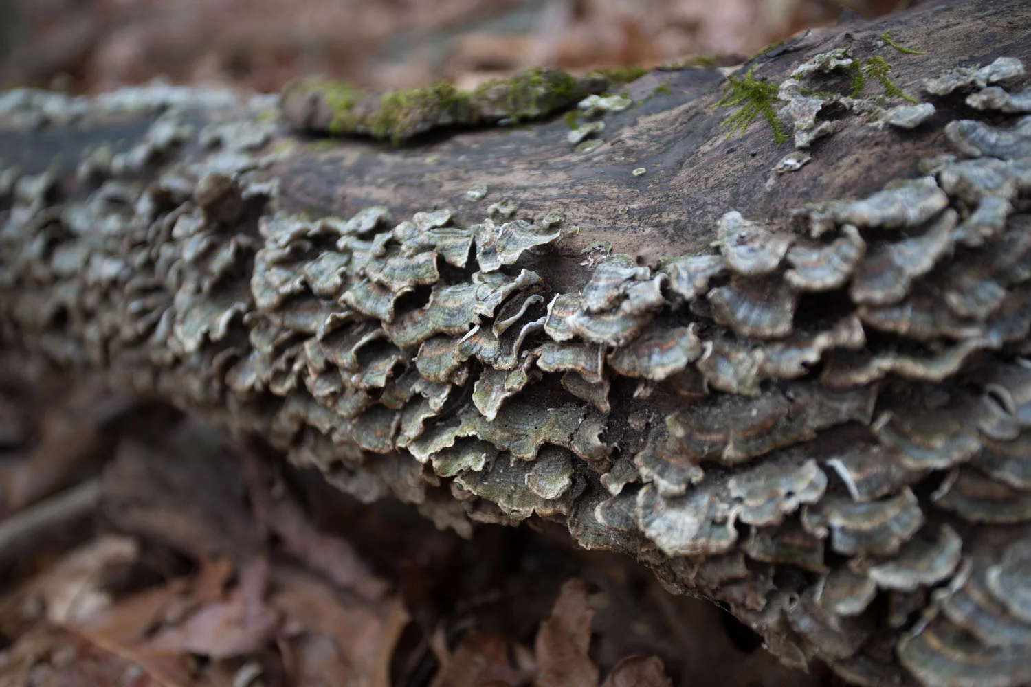 daily beauty_wooded-9770.jpg