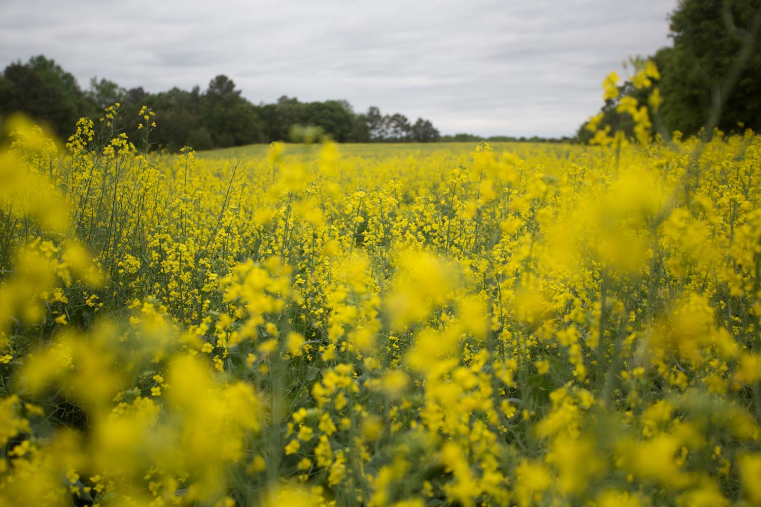 canola yellow-9053.jpg