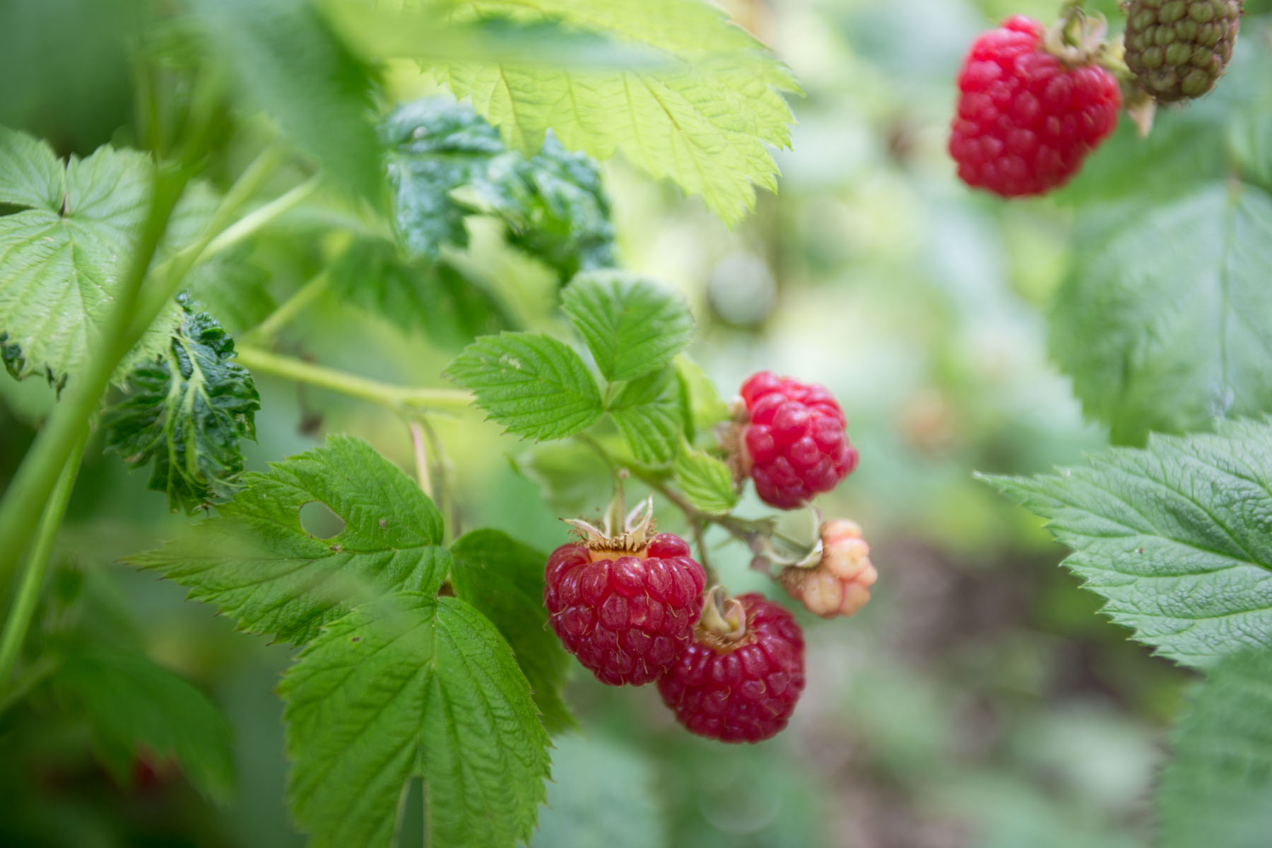 maine_raspberries-201507240180.jpg