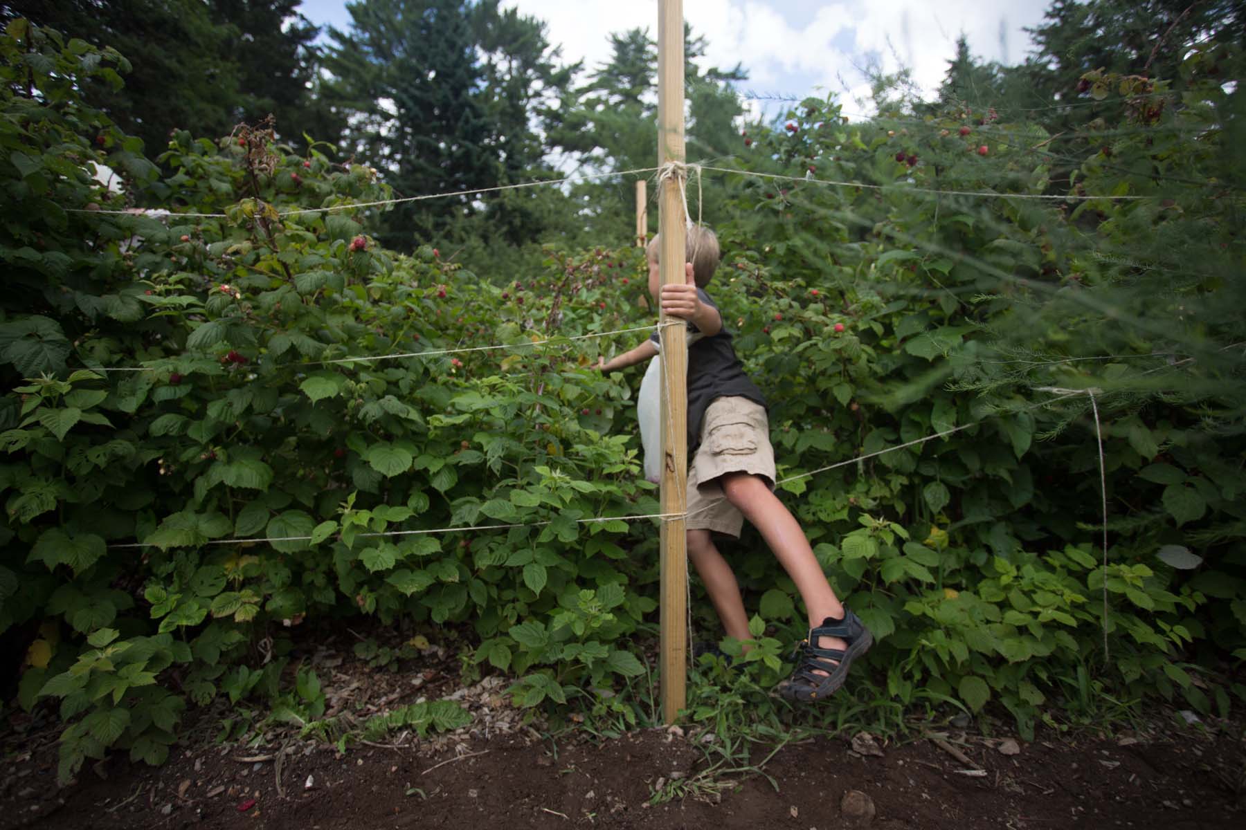 maine_raspberries-201507240178.jpg