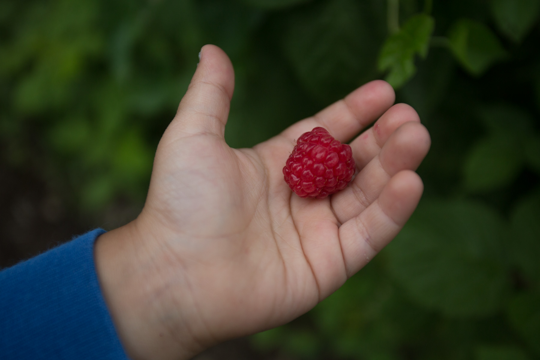 maine_raspberries-201507240173.jpg