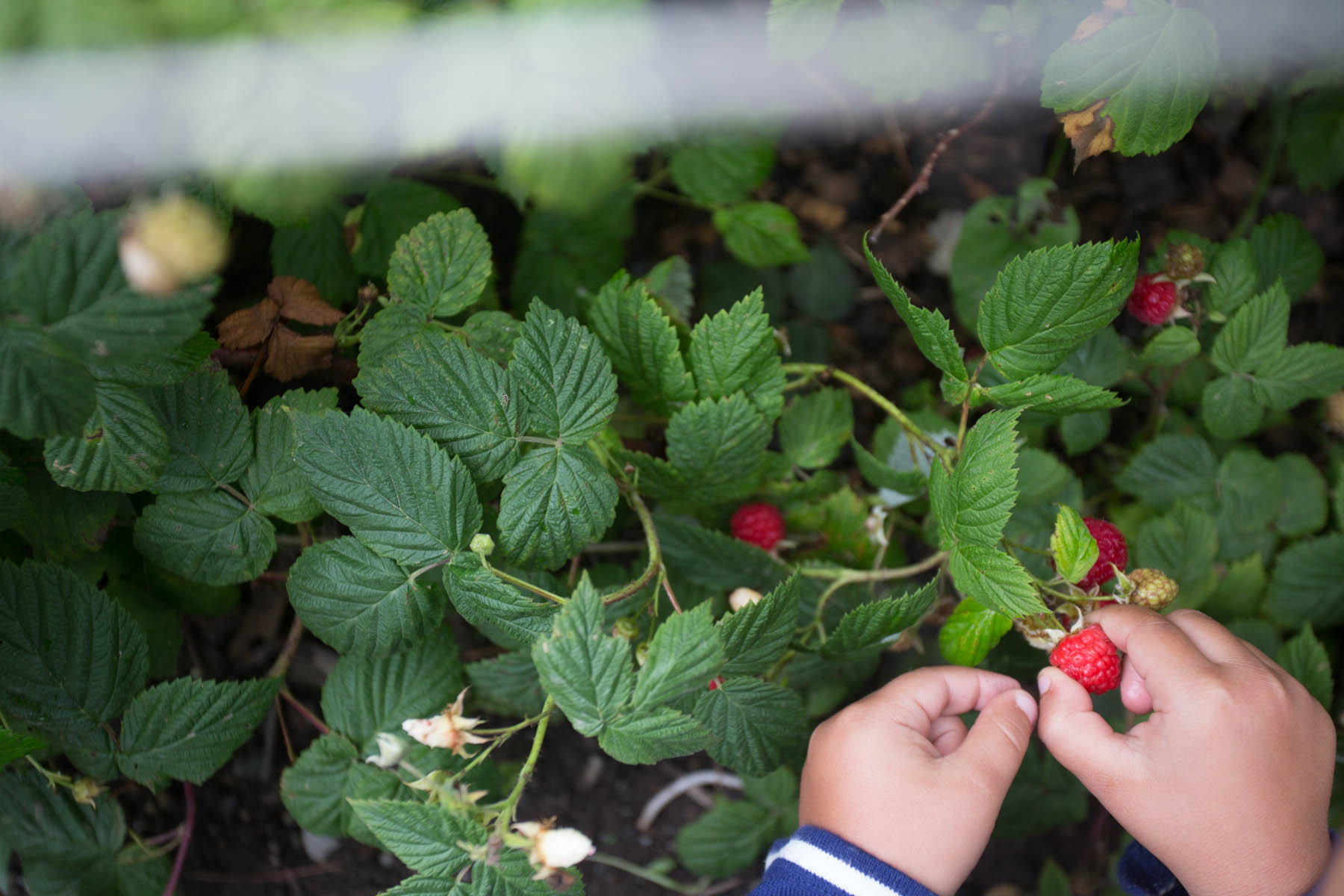 maine_raspberries-201507190019.jpg