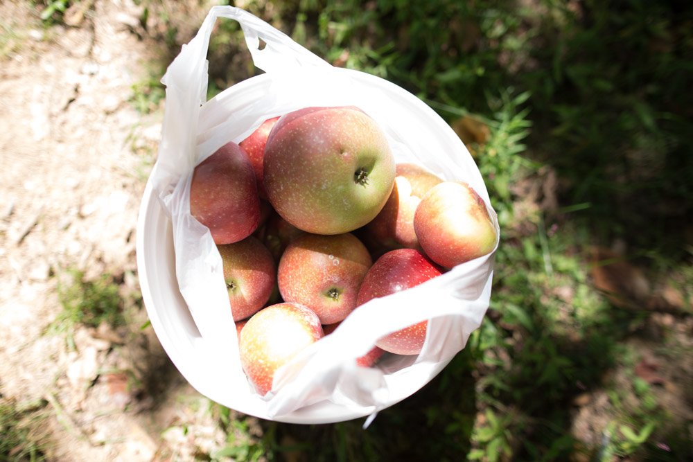 KB_apple-picking-9642.jpg