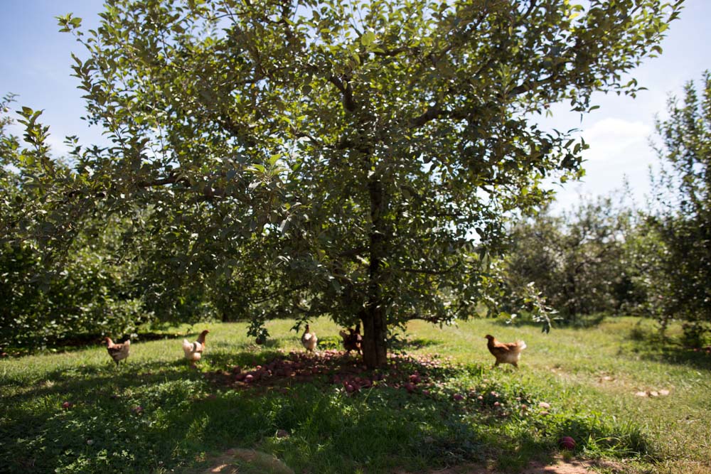 KB_apple-picking-9686.jpg