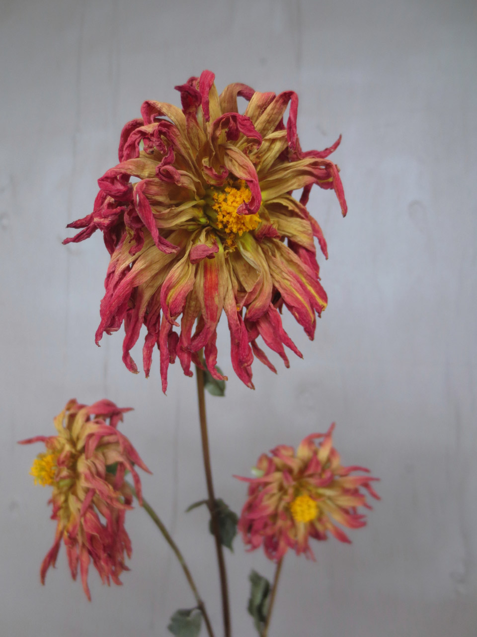 RW_ fading dahlias-2184.jpg