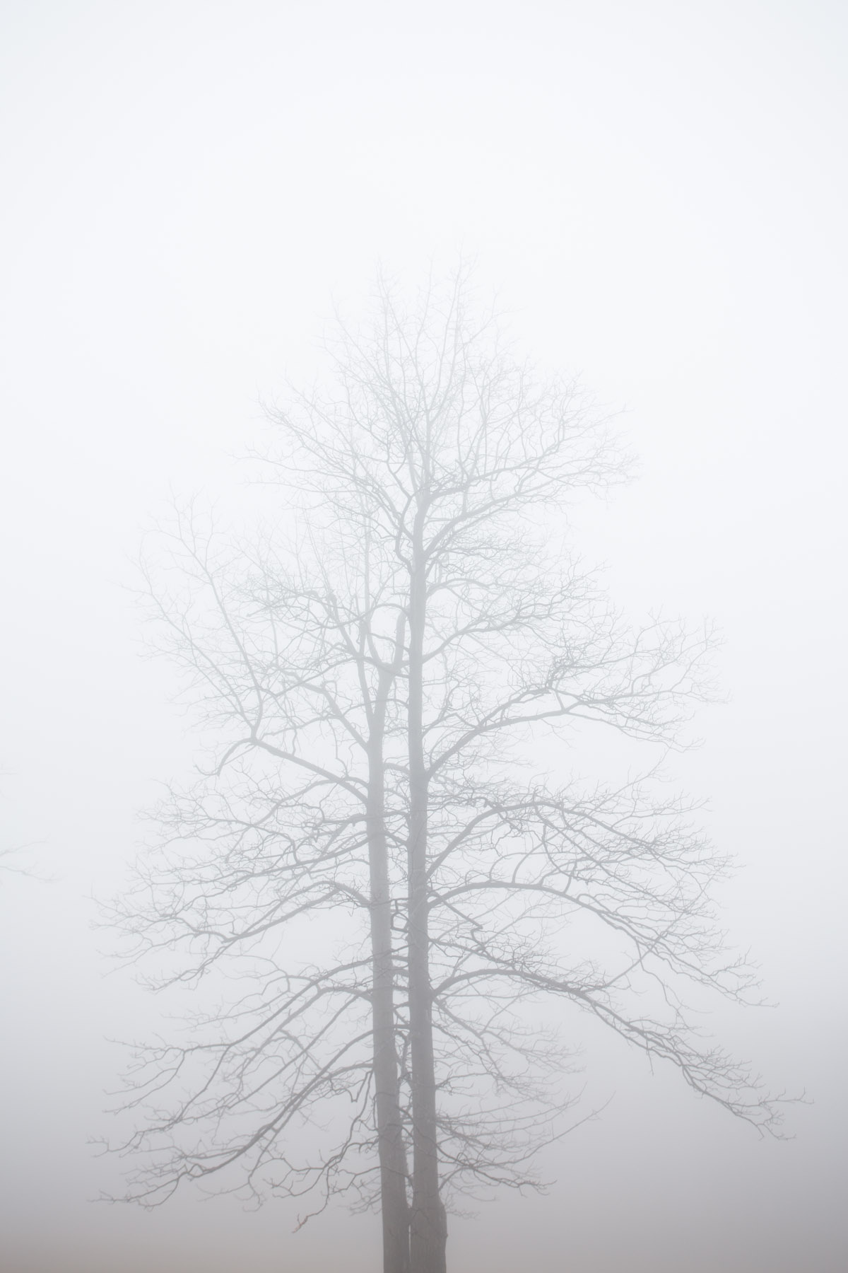 RA_tate in fog-201602206665.jpg