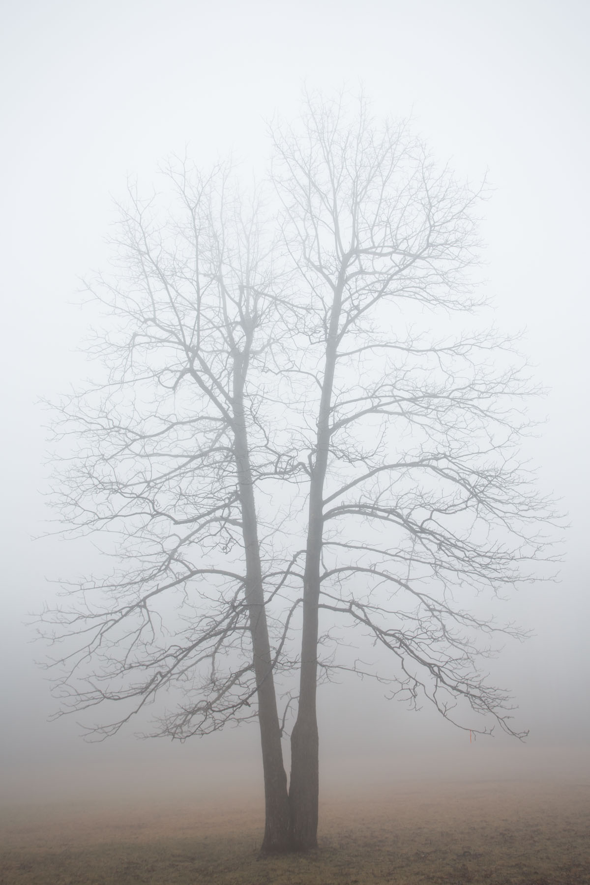 RA_tate in fog-201602206666.jpg