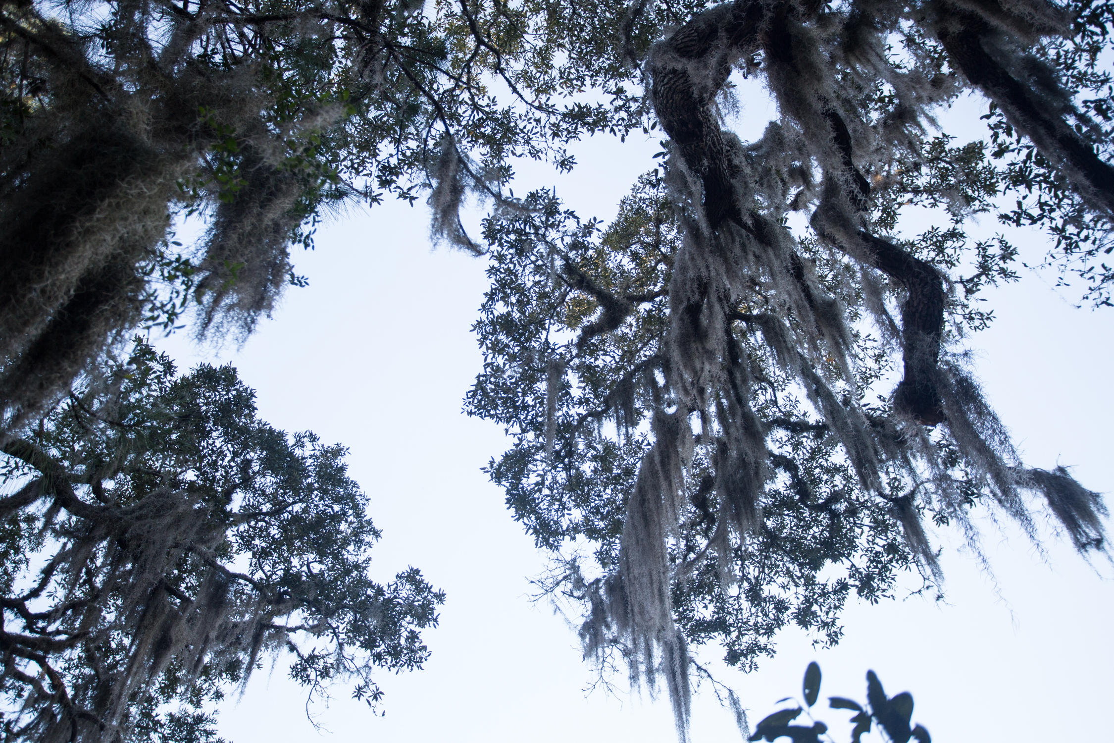 RA_florida_marsh landscape-201603088664.jpg