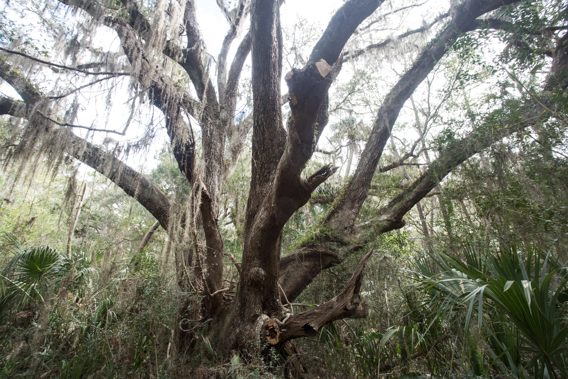 RA_florida_marsh landscape-201603088689.jpg