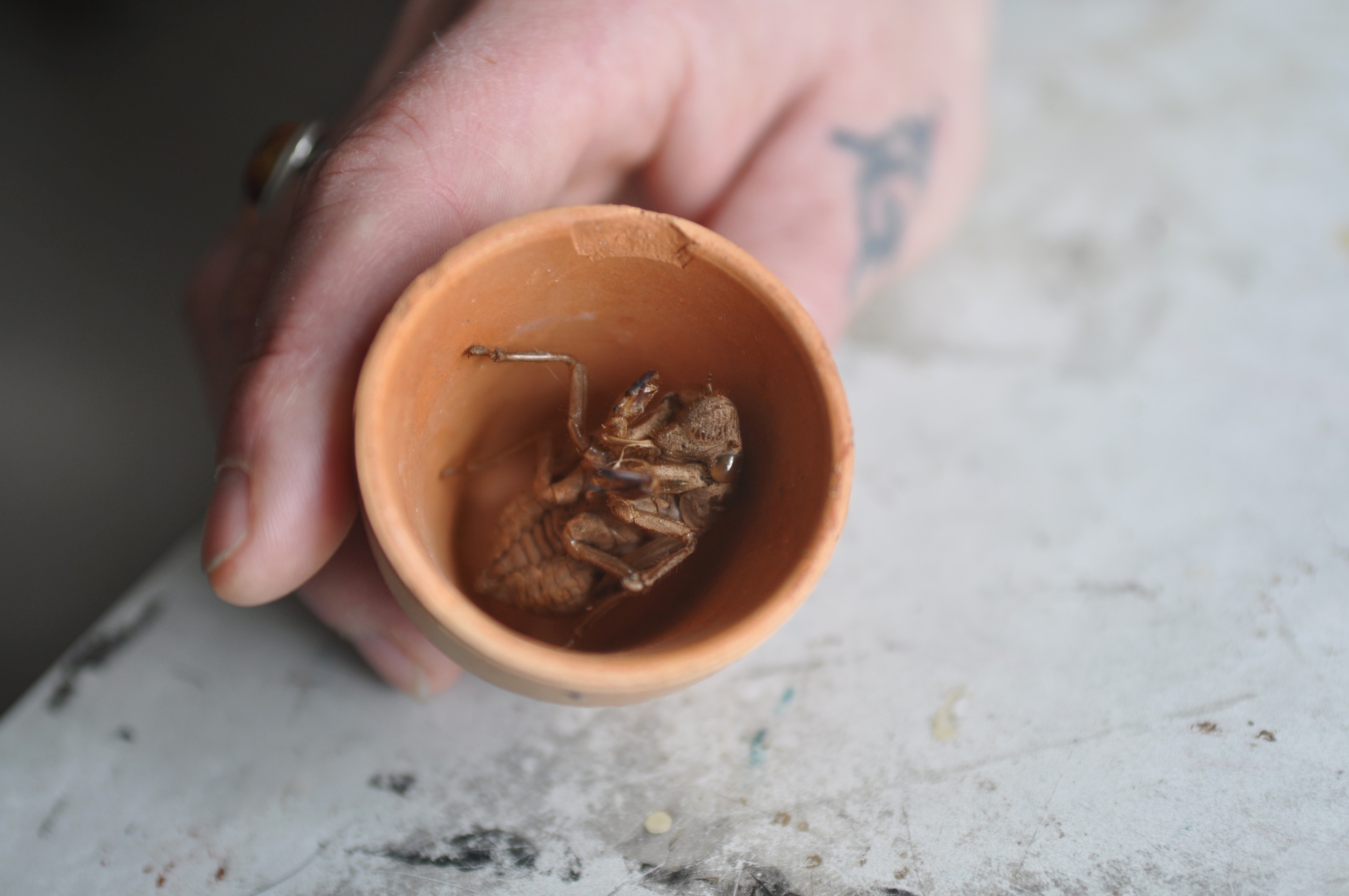 Jess Dunlap cicada collection.jpg