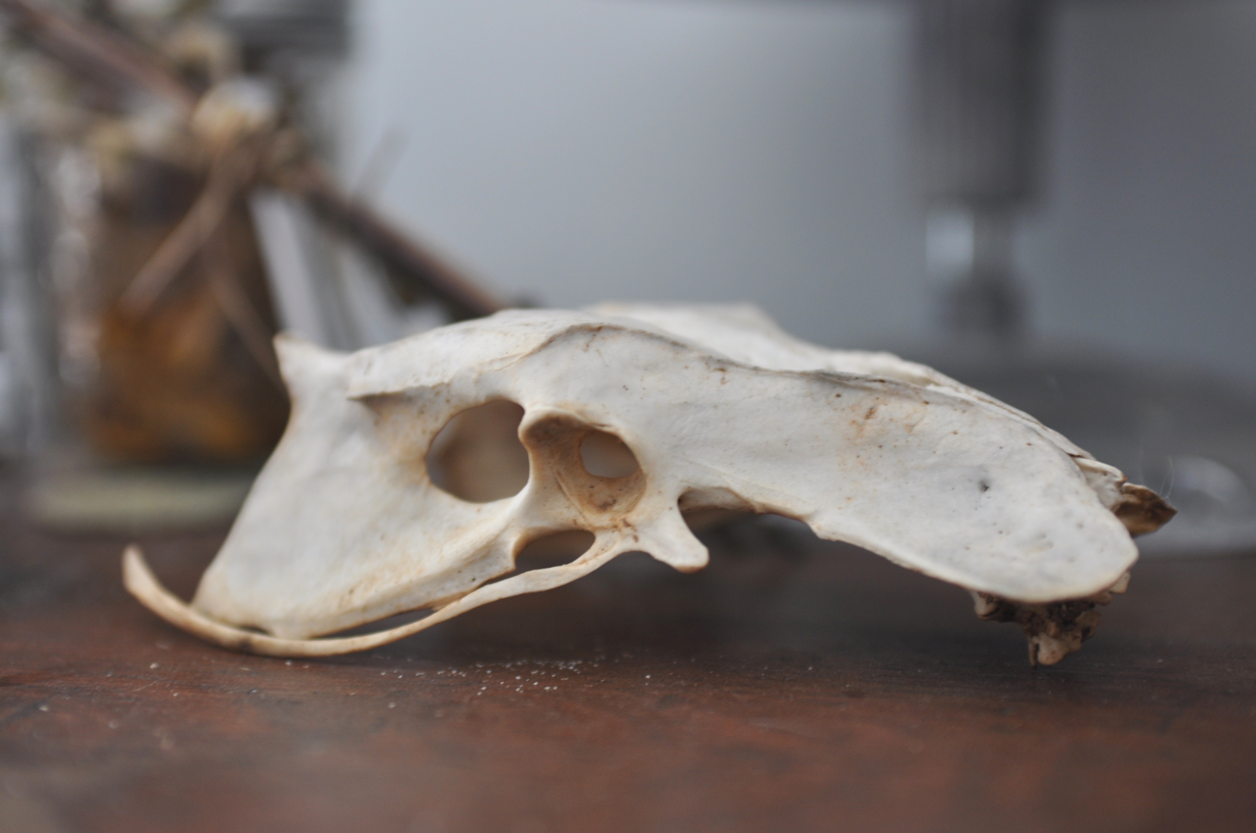 Jess Dunlap unidentified skull.jpg