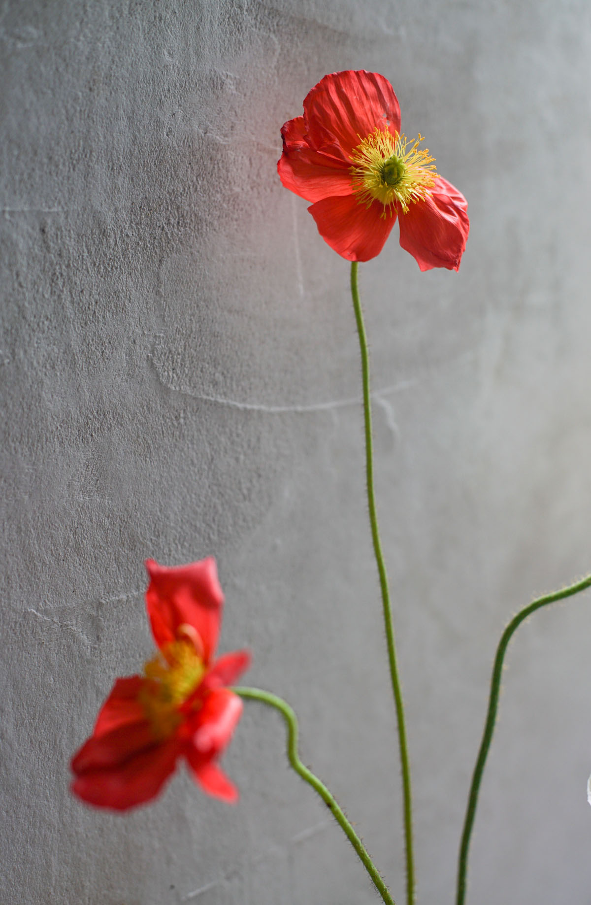 RA_poppies-2016050101931.jpg