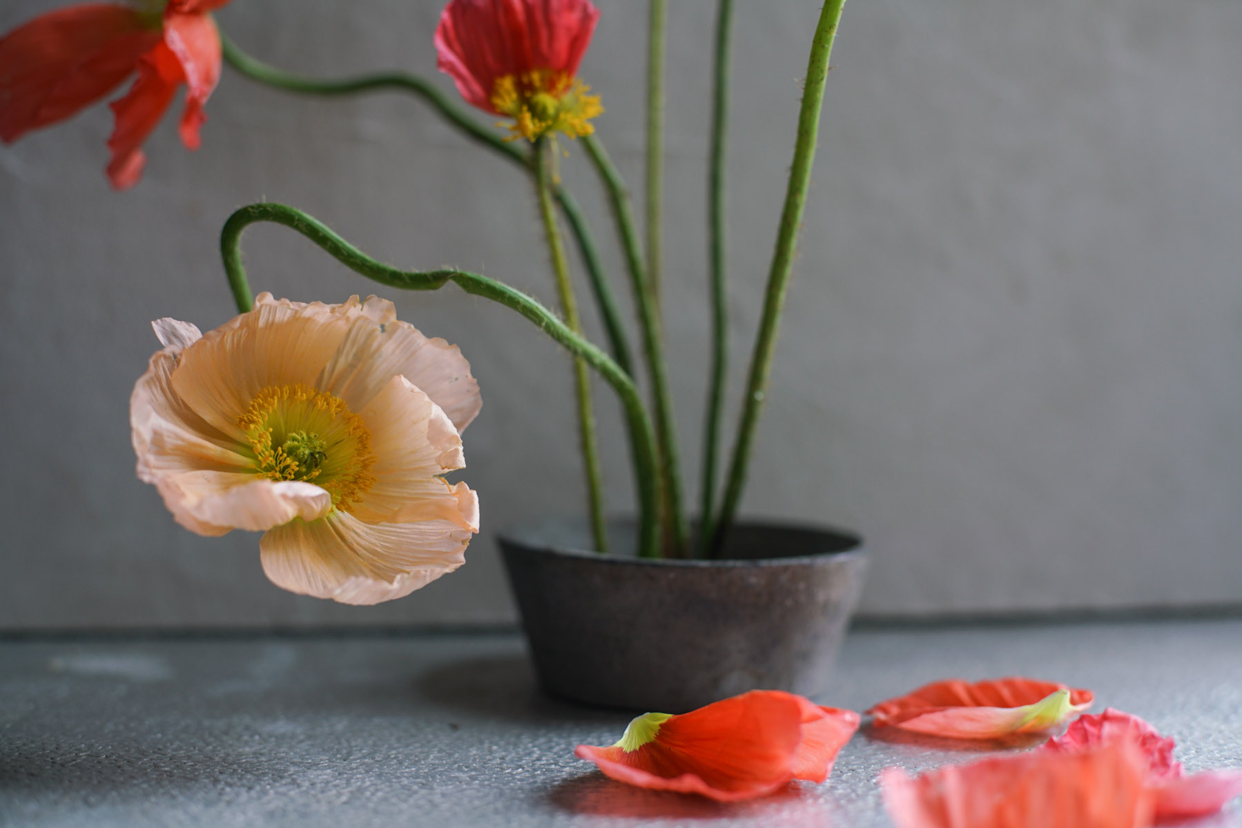 RA_poppies-2016050101934.jpg