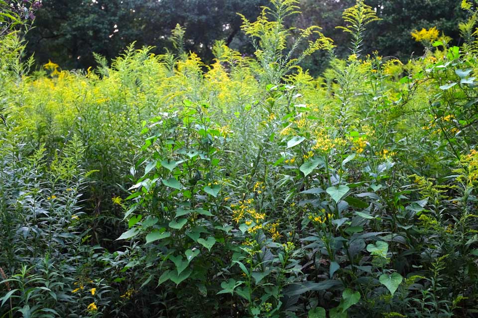 rw- goldenrod-2539.jpg