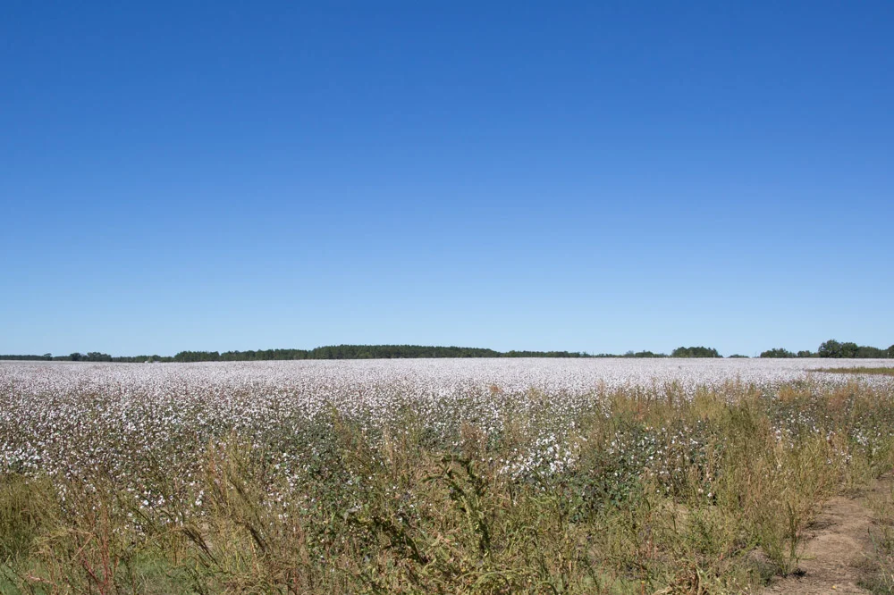 KB_cotton-fields-9053.jpg