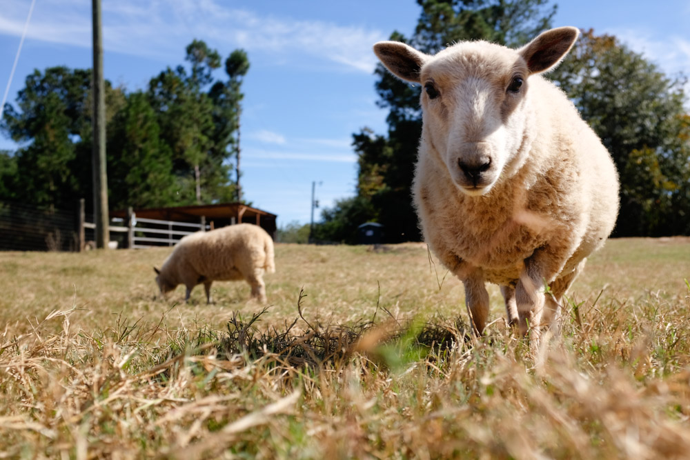 KB_day-on-the-farm-1964.jpg