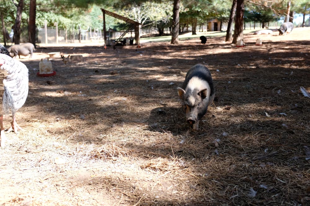 KB_day-on-the-farm-1921.jpg