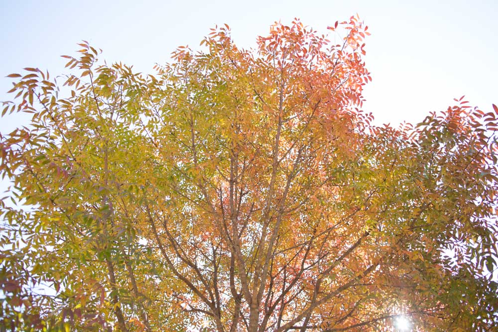 KB_colors-of-fall-0279.jpg