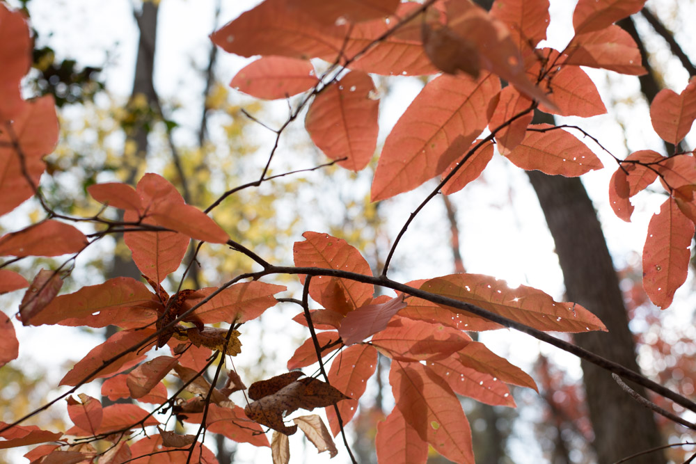 KB_colors-of-fall-0290.jpg