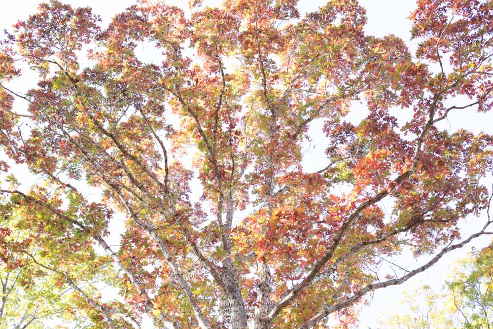 KB_colors-of-fall-0351.jpg