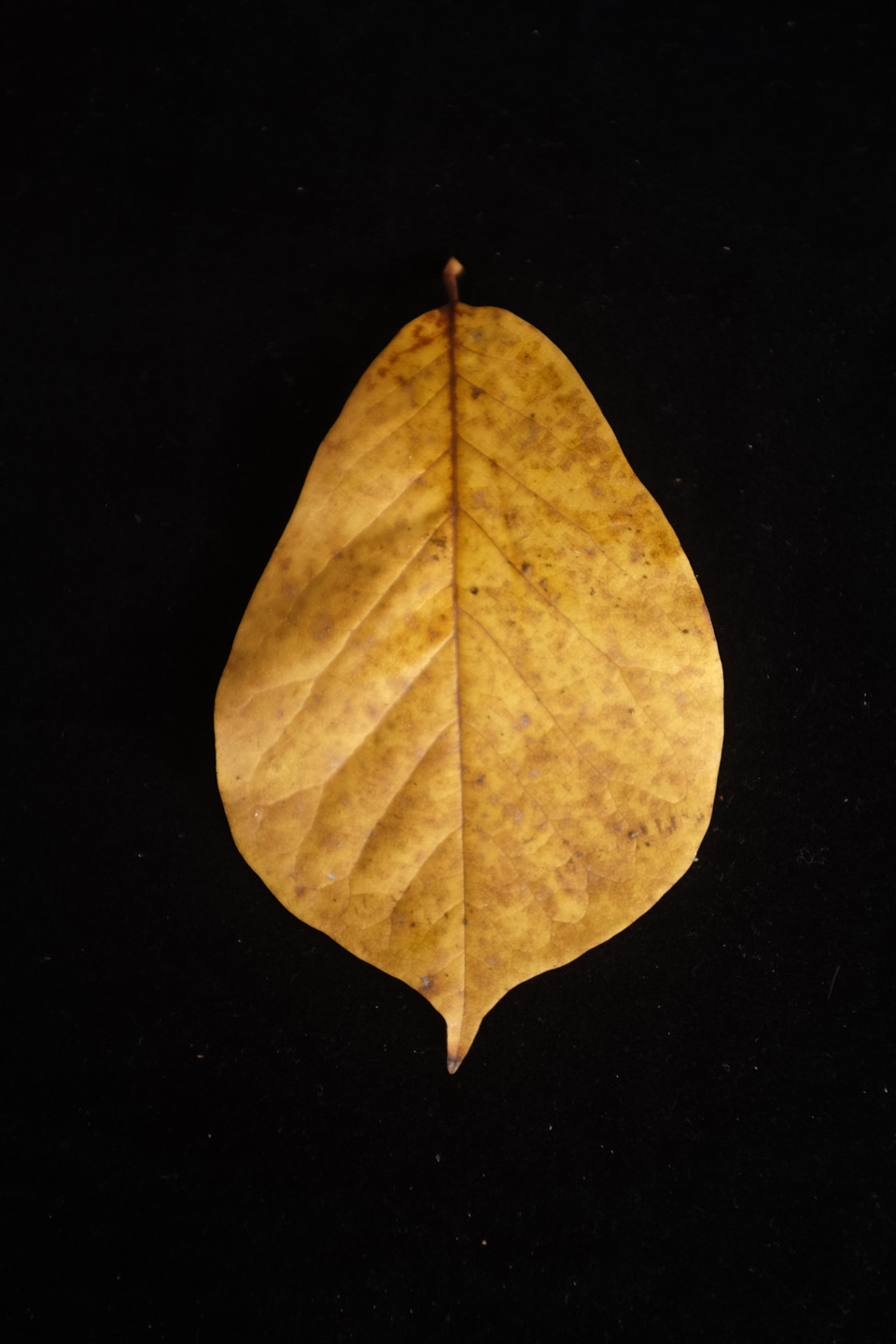 rw-leaf shapes-5166.jpg