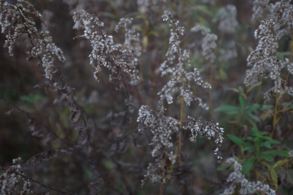 rw white flowers-5395.jpg