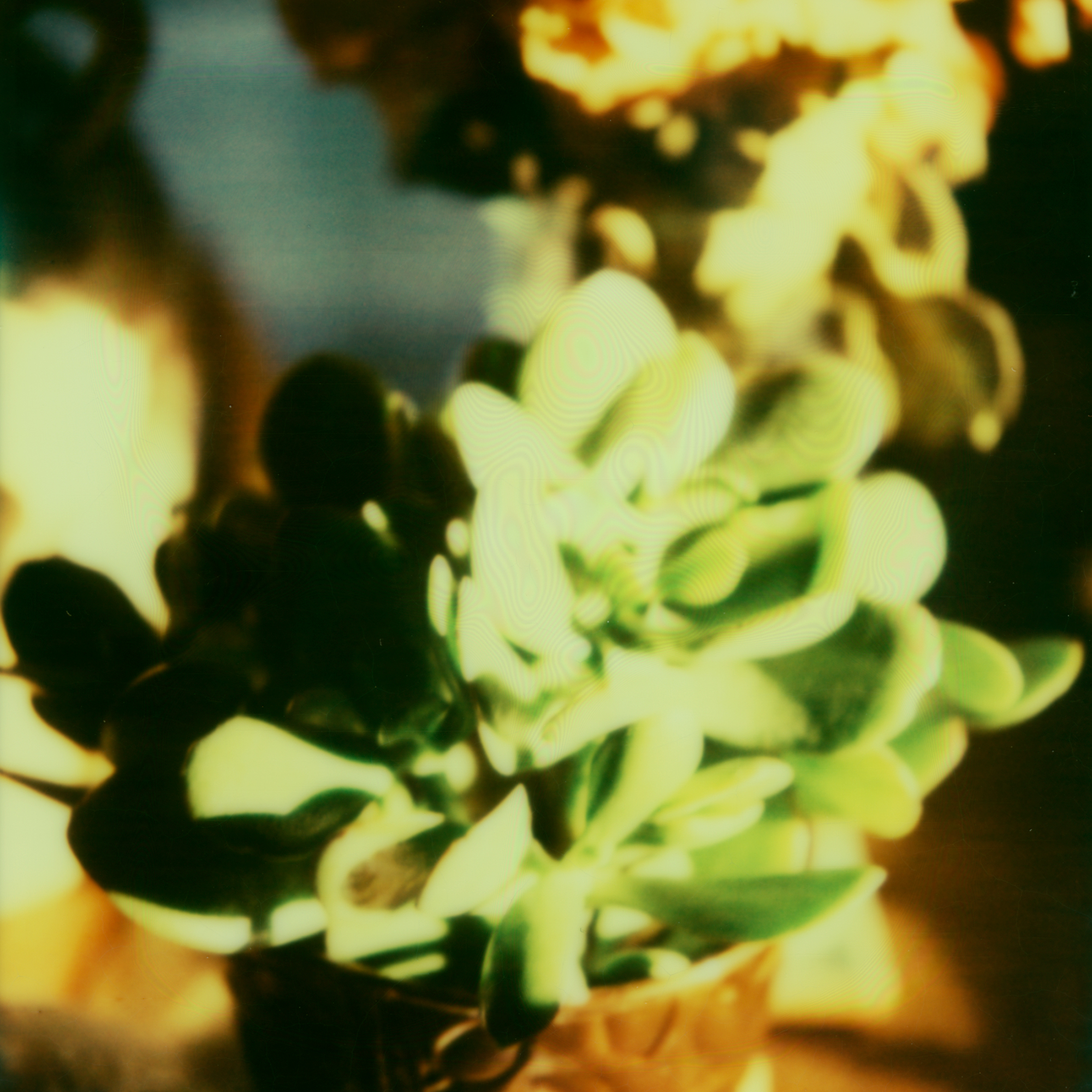 polo_succulent.jpg
