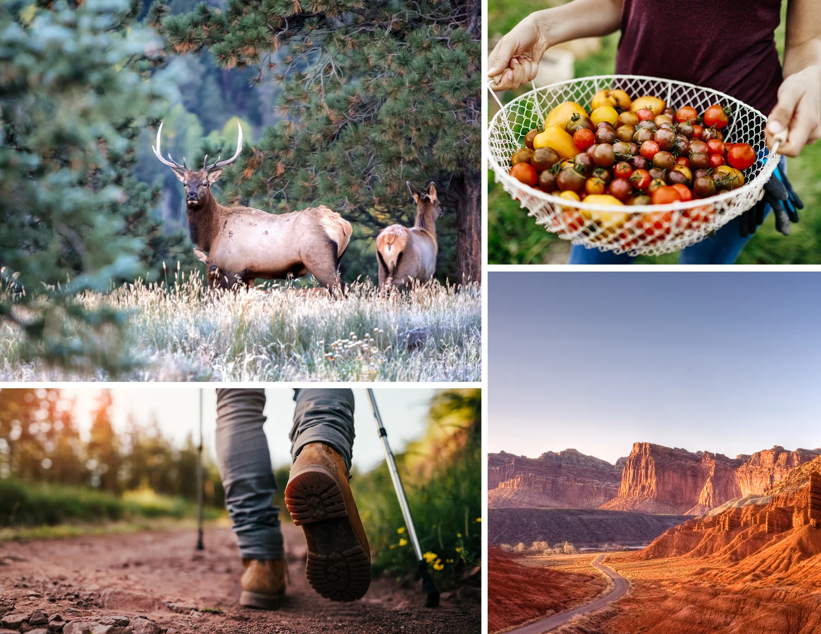 002_ForeverColorado_BrandGuide_v724.jpg