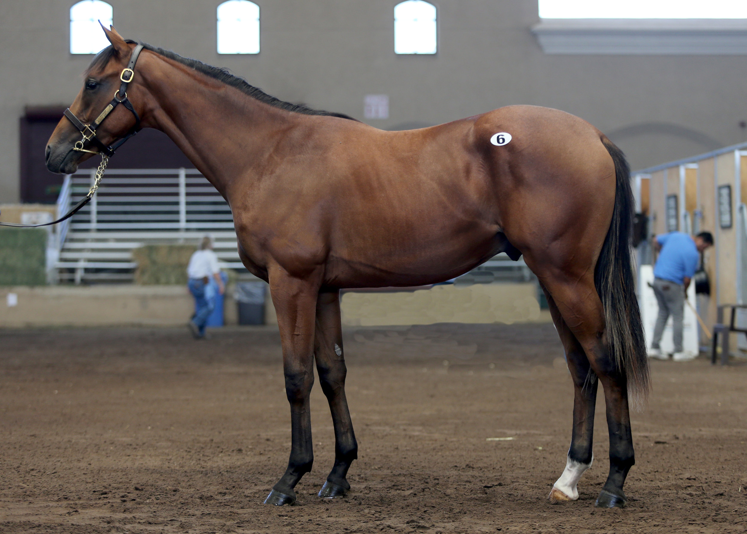 BARAUG18-Hip6-Conformation.jpg