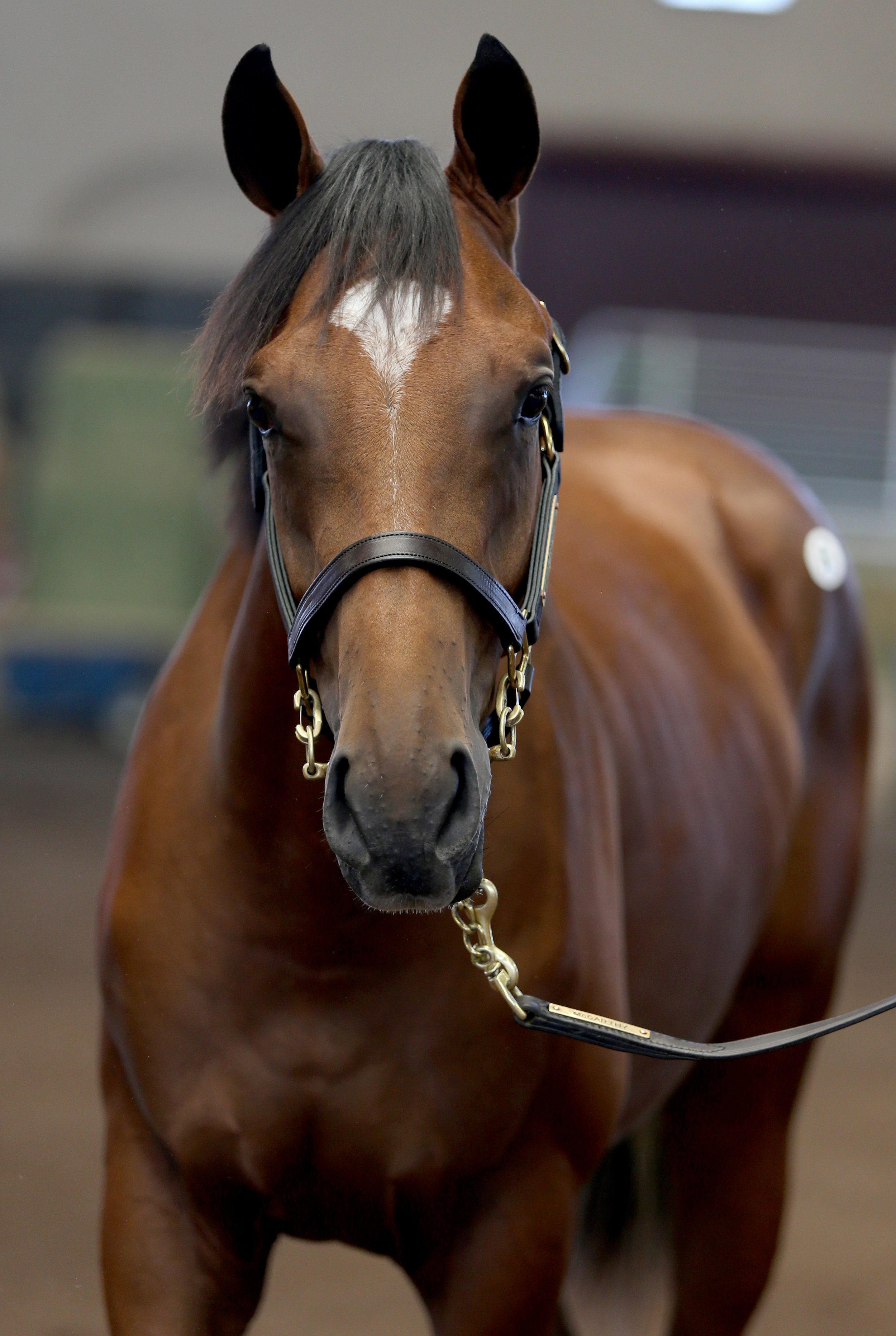 BARAUG18-Hip6-Headshot (2).jpg