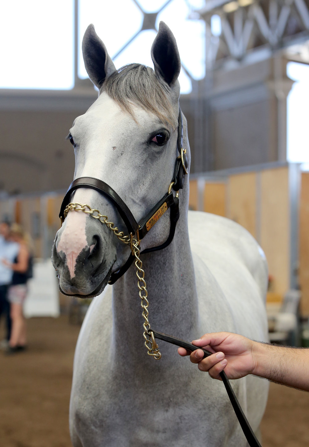 BARAUG18-Hip43HeadshotPhoto(2).jpg