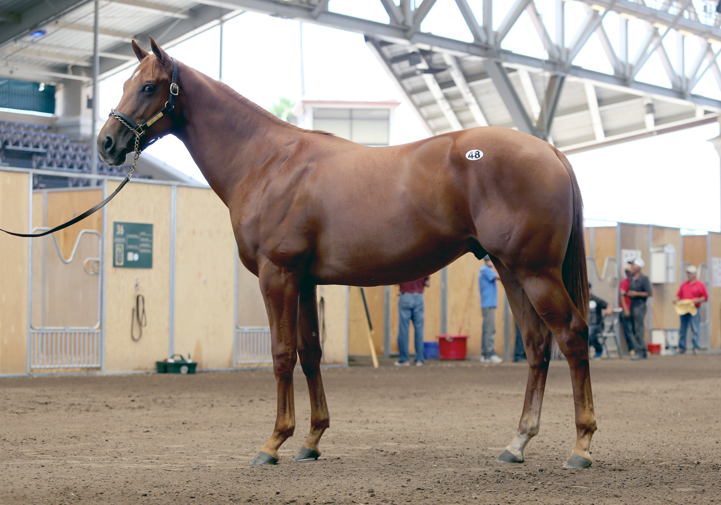 BARAUG18-Hip48Conformation.jpg