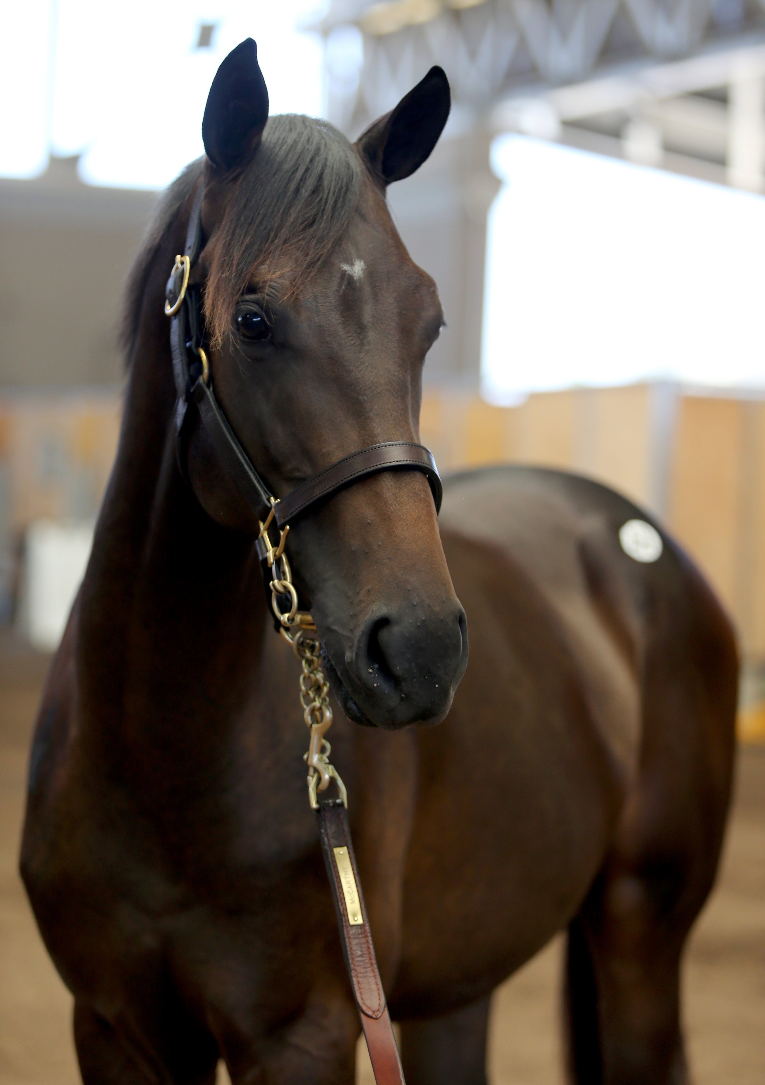 BARAUG18-Hip49Headshot.jpg