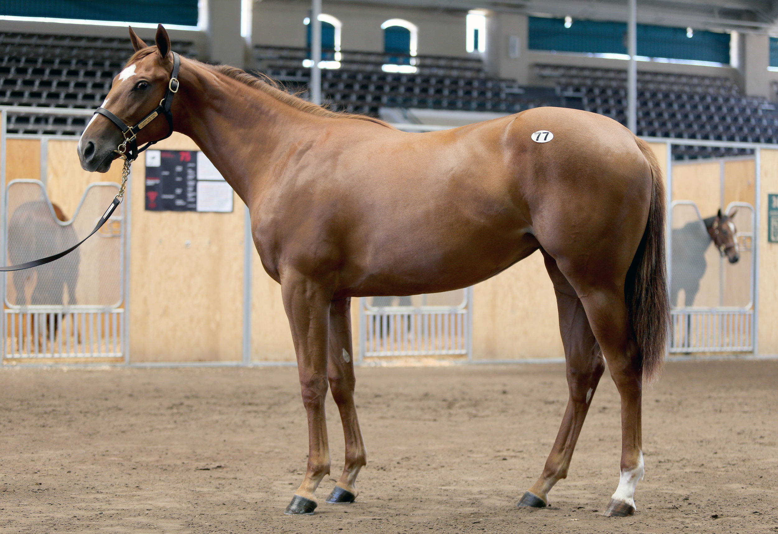 BARAUG18-HIp77Conformation.jpg