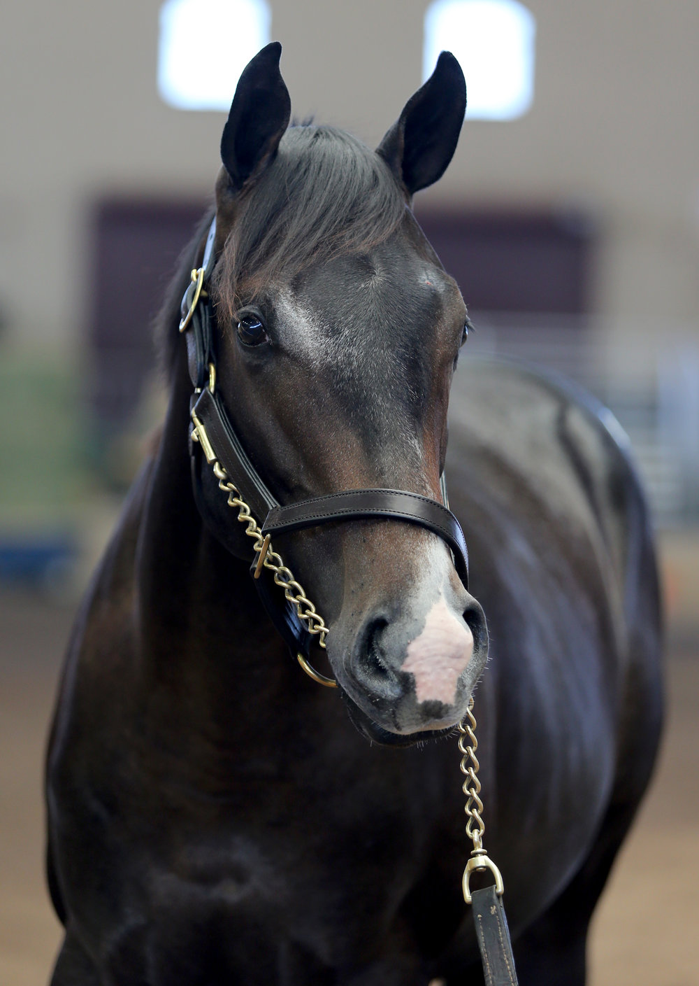 BARAUG18-Hip79Headshot.jpg